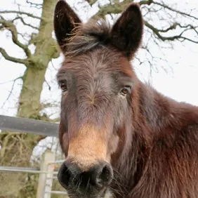 Maurice the Mule - Photographic Print Greetings Card