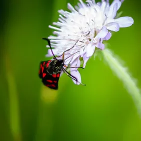 Burnett Moth on a Leaf - Photographic Print Greetings Card