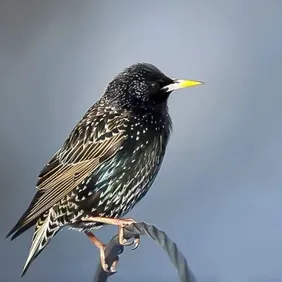 Starling on a Garden Wire - Photographic Print Greetings Card