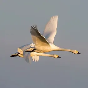 Bewick's Swans in Flight - Photographic Print Greetings Card