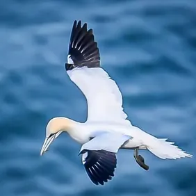 Gannet in Flight - Photographic Print Greetings Card