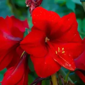 Lipstick Red Amaryllis - Photographic Print Greetings Card