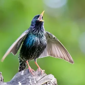 Starling Calling a Friend - Photographic Print Greetings Card