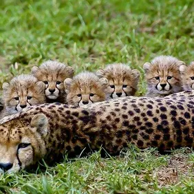 Leapardess with Her Cubs - Photographic Print Greetings Card