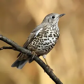 Mistle Thrush on a Branch - Photographic Print Greetings Card