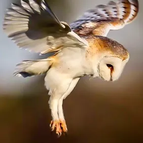 Barn Owl in Flight - Photographic Print Greetings Card