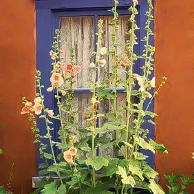 Hollyhocks by a Cottage Window - Photographic Print Greetings Card