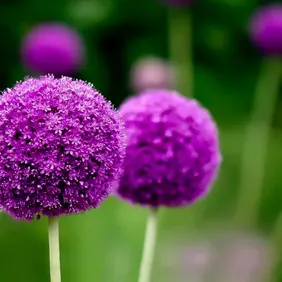 Allium Purple Sensation - Photographic Print Greetings Card