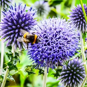 Echinops (Globe Thistle) - Photographic Print Greetings Card