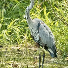 Heron on Watch - Photographic Print Greetings Card