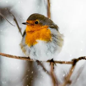 Robin on a Branch in the Snow- Photographic Print Greetings Card 