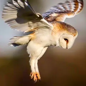 Barn Owl in Flight - Photographic Print Greetings Card 