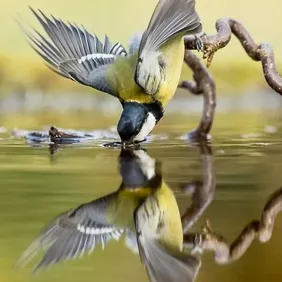 Great Tit Having a Drink - Photographic Print Greetings Card