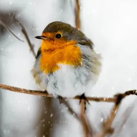 Robin on a Branch in the Snow - Photographic Print Greetings Card