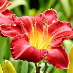 Hemerocallis (Day Lily) - Photographic Print Greetings Card