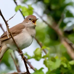 Nightingale Singing on a Branch - Photographic Print Greetings Card