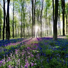 Blickling Bluebell Wood Norfolk - Photographic Print Greetings Card