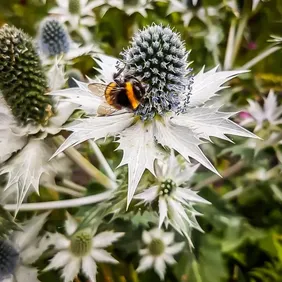 Eryngium Tripartum (Sea Holly) - Photographic Print Greetings Card