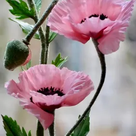 Soft Pink Poppies - Photographic Print Greetings Card