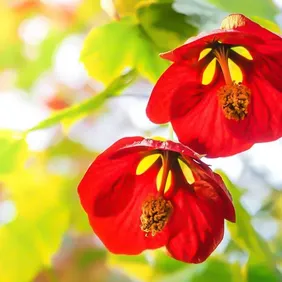 Abutilon Megapotamicum - Photographic Print Greetings Card