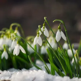 Snowdrops in the Snow - Photographic Print Greetings Card