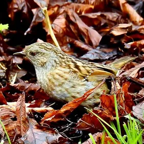 Stonechat Taking Cover - Photographic Print Greetings Card