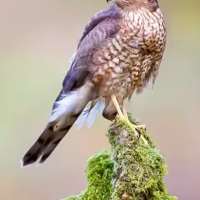 Sparrow Hawk on a Stump - Photographic Print Greetings Card